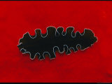 Close View of a Marine Flatworm