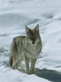 Coyote Stands in the Snow