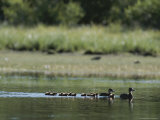 Redhead Ducks Take Their Young For a Swim