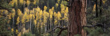 Ponderosa Pine Tree Among Aspen Trees in Fall Colors