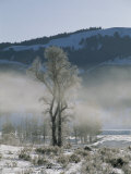 Frost Coats the Branches of a Cottonwood Tree in This Foggy View