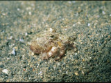 Close View of a Small Octopus