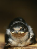 Young Barn Swallow