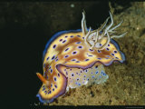 Close View of a Colorful Chromodoris Kuniei Nudibranch