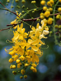Cluster of Flowers Cascades From a Golden Shower Tree