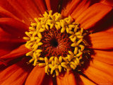 Close View of a Zinnia Hybrid
