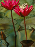 Giant Wood Nymph Lands on a Nymphaea 'Red Cup' Water-Lily