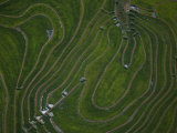 Swirling Rice Paddy Plantation South of Talca