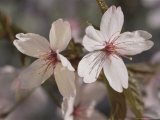 Close View of Cherry Blossoms