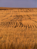 Cattle Graze Rows of Harvested  Dry-Farmed Wheat