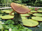 The Cut Pad of a Victoria Amazonica Lily Covers a Gardener's Head