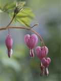 Close View of Bleeding Heart  or Dutchman's Breeches  Flowers