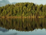 The Wooded Shoreline of Leech Lake Reflected on the Water's Surface