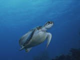 An Endangered Green Sea Turtle in a Blue Sea Off of Bonaire Island