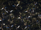 Black-Bellied Whistling Ducks Take to the Air From a Marshland Lagoon