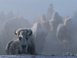 An American Bison Covered in Ice Rests on the Ground
