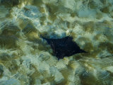 Manta Ray Glides Through the Coral Waters of the Barrier Reef