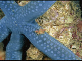 Small Crab Crawls Across a Blue Starfish