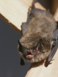 Close View of a Bat Hanging By Its Feet