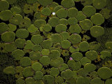Giant Lily Plants Blanket the Marshland Northwest of Campo Grande