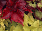 Coleus and Other Plants in a Window Box in Milwaukee