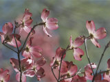 Close View of Pink Dogwood Blossoms