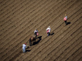 Preparing the Furrowed Land For Potato Planting