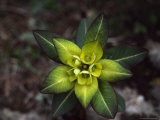 Close View of Euphorbia Himalayensis