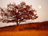 Tree in Autumn Foliage on a Grassy Hillside with Moon Rising Over All
