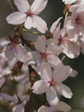 Close View of Cherry Blossoms