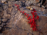 Virginia Creeper in Bright Fall Red Colors Growing on a Boulder