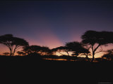 Acacia Trees Silhouetted Against a Twilit Sky