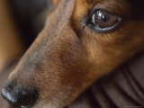 Close Up of the Face of a Dachshund
