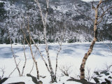White Birch Trees Above Frozen Upper Cascade Lake