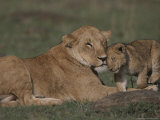 Three-Month Old African Lion Cub Affectionately Nuzzles Its Mother