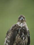 Close View of a Young American Bald Eagle