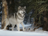 Portrait of an Alpha Male Gray Wolf  Canis Lupus  at Forest's Edge