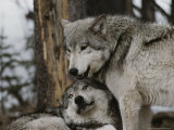 An Alpha Male Gray Wolf  Canis Lupus  Stands Over the Omega Wolf