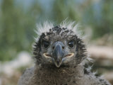 Portrait of an American Bald Eagle Chick