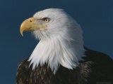 Portrait of Bald Eagle