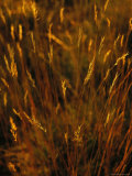 Seed Heads Top Golden Grasses