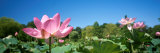 Beautiful Emperor Lotus Blooms a Delicate Shade of Pink