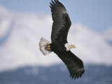 Bald Eagle in Flight with Snowy Mountains in Background