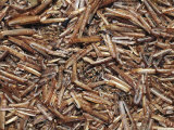 Close View of Shells on a Beach at Wattenmeer National Park