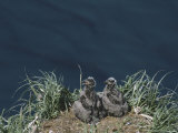 Pair of American Bald Eagle Chicks in Their Clifftop Nest