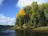 Birch Trees Along a Lake in Grass River Provincial Park