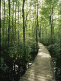The Boardwalk Nature Trail in Great Swamp National Wildlife Refuge