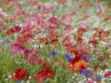 Poppies in Full-Bloom  Double-Exposure