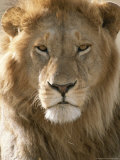 Portrait of African Lion