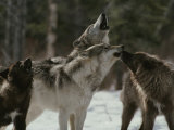 Pack of Gray Wolves  Canis Lupus  Howl